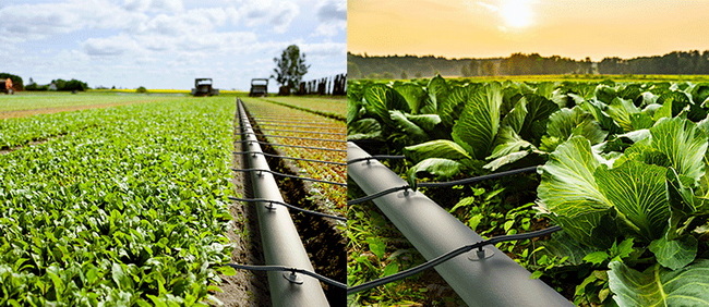 الدليل الكامل لخراطيم الري (ولماذا يشكل خرطوم TPU المسطح الزراعة الحديثة)